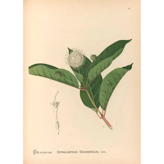 Reproduction of the painting Medicinal Plants Pl169 - Charles Frederick Millspaugh