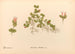 Medicinal Plants Painting Pl170 - Charles Frederick Millspaugh — artwork view