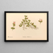 Medicinal Plants Painting Pl170 - Charles Frederick Millspaugh — framed artwork on a wall