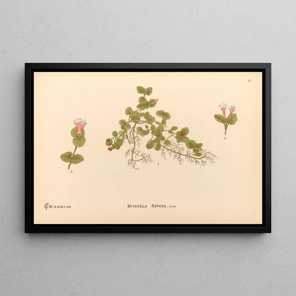 Medicinal Plants Painting Pl170 - Charles Frederick Millspaugh — framed artwork on a wall