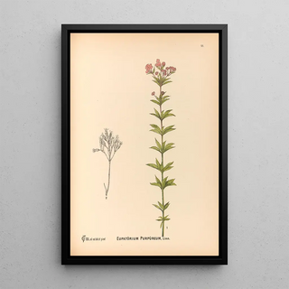 Reproduction of the painting Medicinal Plants Pl171 - Charles Frederick Millspaugh