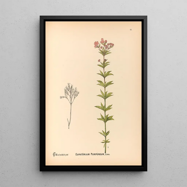 Reproduction of the painting Medicinal Plants Pl171 - Charles Frederick Millspaugh