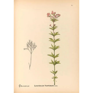 Reproduction of the painting Medicinal Plants Pl171 - Charles Frederick Millspaugh