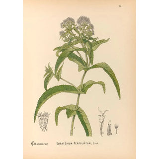 Medicinal plants Pl172 - Charles Frederick Millspaugh — artwork view