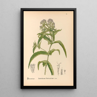 Medicinal plants Pl172 - Charles Frederick Millspaugh — framed artwork on a wall