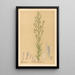 Reproduction of the painting Medicinal Plants Pl173 - Charles Frederick Millspaugh