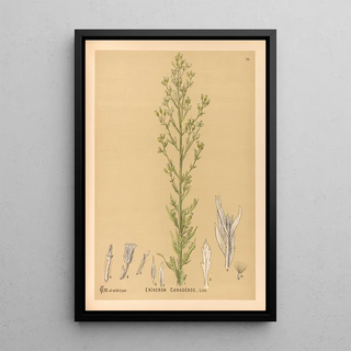 Reproduction of the painting Medicinal Plants Pl173 - Charles Frederick Millspaugh