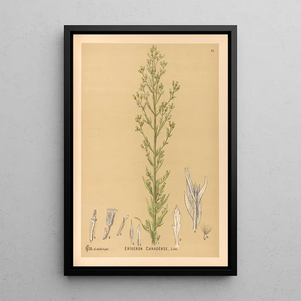 Reproduction of the painting Medicinal Plants Pl173 - Charles Frederick Millspaugh