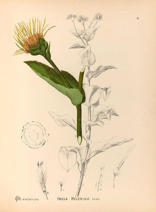 Medicinal Plants Pl. 174 - Charles Frederick Millspaugh — artwork view