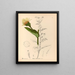 Medicinal Plants Pl. 174 - Charles Frederick Millspaugh — framed artwork on a wall
