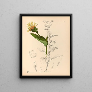 Medicinal Plants Pl. 174 - Charles Frederick Millspaugh — framed artwork on a wall