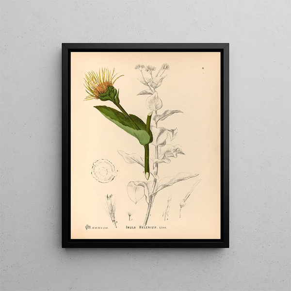 Medicinal Plants Pl. 174 - Charles Frederick Millspaugh — framed artwork on a wall