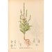 Medicinal Plants Pl175 - Charles Frederick Millspaugh — artwork view