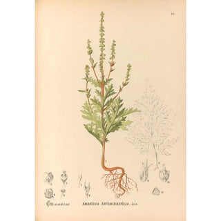 Medicinal Plants Pl175 - Charles Frederick Millspaugh — artwork view