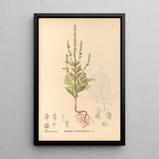 Medicinal Plants Pl175 - Charles Frederick Millspaugh — framed artwork on a wall