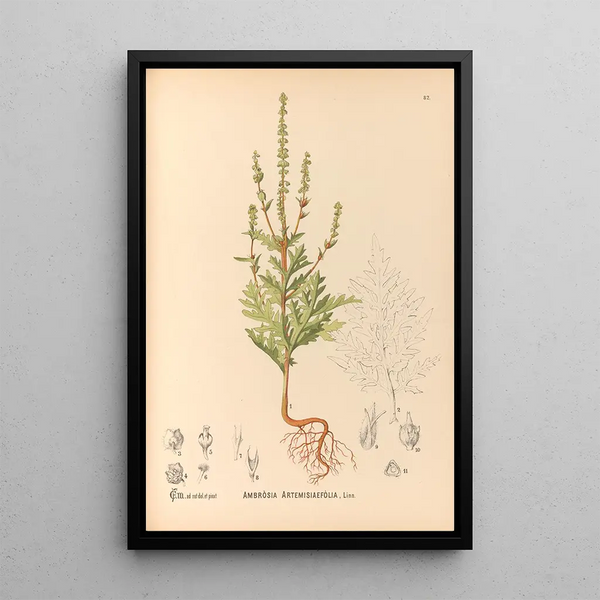 Medicinal Plants Pl175 - Charles Frederick Millspaugh — framed artwork on a wall