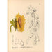 Reproduction of the painting Medicinal plants Pl176 - Charles Frederick Millspaugh