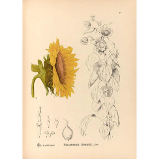Reproduction of the painting Medicinal plants Pl176 - Charles Frederick Millspaugh