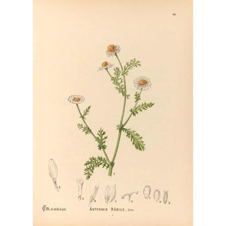 Medicinal Plants Pl177 - Charles Frederick Millspaugh — artwork view