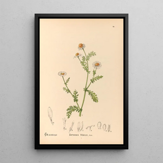 Medicinal Plants Pl177 - Charles Frederick Millspaugh — framed artwork on a wall