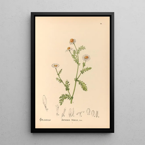 Medicinal Plants Pl177 - Charles Frederick Millspaugh — framed artwork on a wall