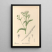 Reproduction of the painting Medicinal Plants Pl178 - Charles Frederick Millspaugh