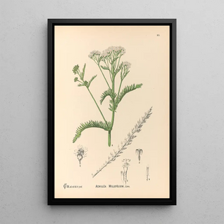 Reproduction of the painting Medicinal Plants Pl178 - Charles Frederick Millspaugh