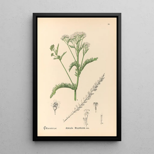 Reproduction of the painting Medicinal Plants Pl178 - Charles Frederick Millspaugh