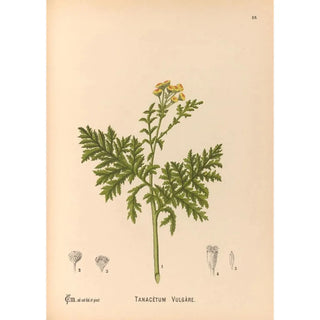 Medicinal Plants Pl179 - Charles Frederick Millspaugh — artwork view