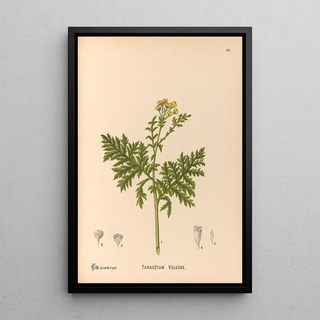 Medicinal Plants Pl179 - Charles Frederick Millspaugh — framed artwork on a wall