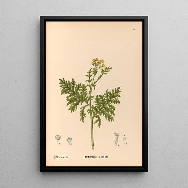 Medicinal Plants Pl179 - Charles Frederick Millspaugh — framed artwork on a wall
