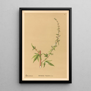 Reproduction of the painting Medicinal Plants Pl180 - Charles Frederick Millspaugh