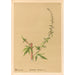 Reproduction of the painting Medicinal Plants Pl180 - Charles Frederick Millspaugh