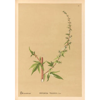 Reproduction of the painting Medicinal Plants Pl180 - Charles Frederick Millspaugh