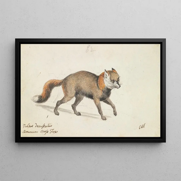 American Cross Fox - Charles Hamilton Smith — framed artwork on a wall