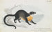Asian Civet Painting - Charles Hamilton Smith — artwork view