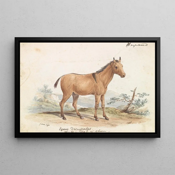 Asinus Hippagrus le YoToTze - Charles Hamilton Smith — framed artwork on a wall