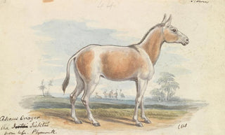 Charles Hamilton Smith - Asinus Onager Horse.webp