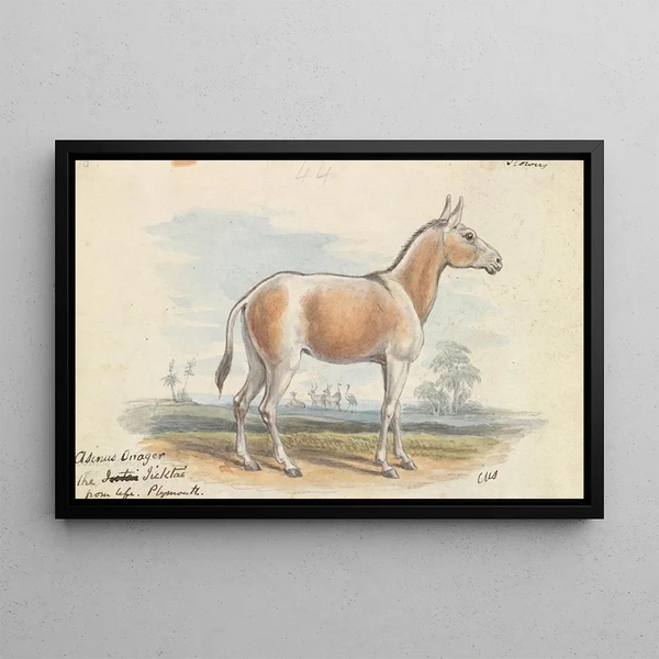 Asinus Onager Cheval - Charles Hamilton Smith — framed artwork on a wall