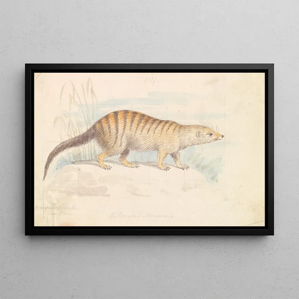 Striped Mongoose Painting - Charles Hamilton Smith — framed artwork on a wall