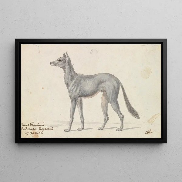 Greyhound Bedouin of Aqaba - Charles Hamilton Smith — framed artwork on a wall