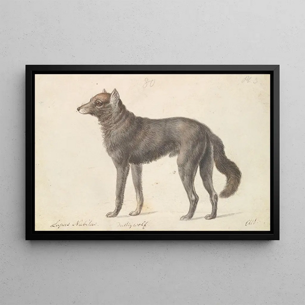 Black Wolf - Charles Hamilton Smith — framed artwork on a wall