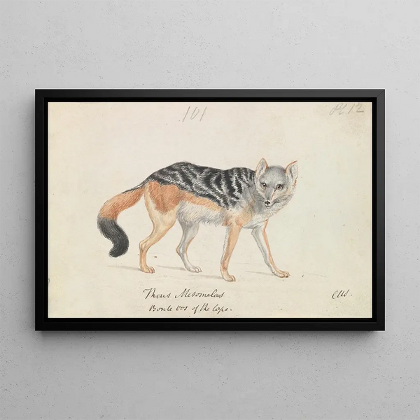 Jackal with a black back - Charles Hamilton Smith — framed artwork on a wall