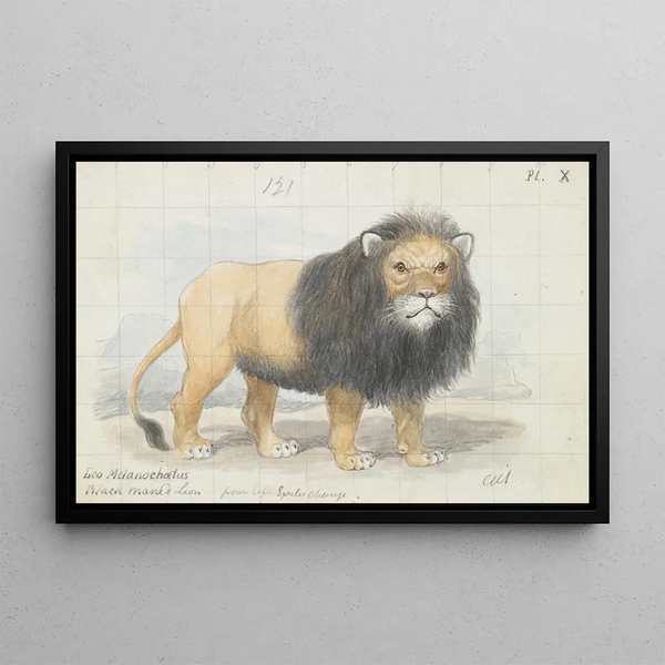 Lion of the Cape - Charles Hamilton Smith — framed artwork on a wall