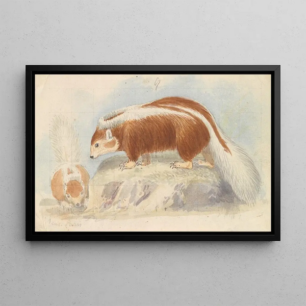 Chili Mongoose Painting - Charles Hamilton Smith — framed artwork on a wall