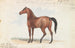 Third foal of the broodmare mare and second by the black Arabian - Charles Hamilton Smith — artwork view