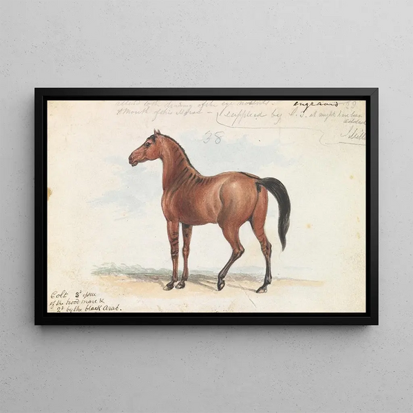 Third foal of the broodmare mare and second by the black Arabian - Charles Hamilton Smith — framed artwork on a wall