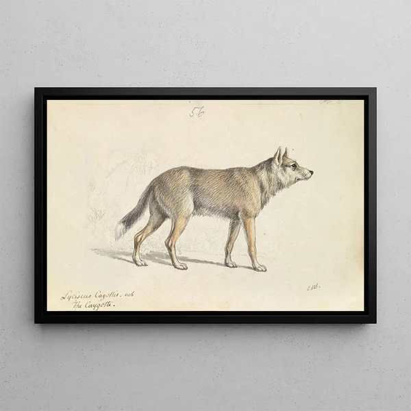 Coyote of Mexico - Charles Hamilton Smith — framed artwork on a wall