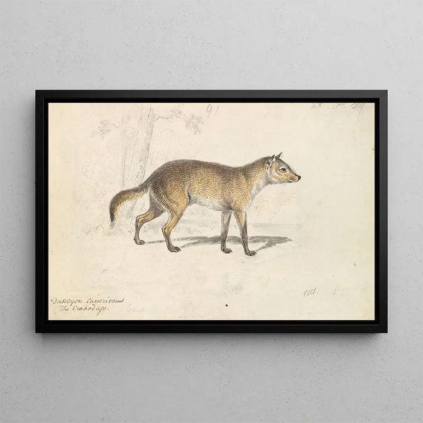 Crabodago Aguara Fox - Charles Hamilton Smith — framed artwork on a wall