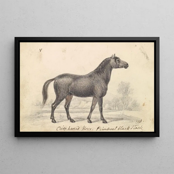 Frizzy Mane Horse, Primitive Black Sire - Charles Hamilton Smith — framed artwork on a wall